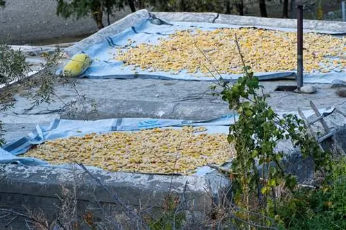 Кукуруза высушивается на крыше дома в деревне Фандер.