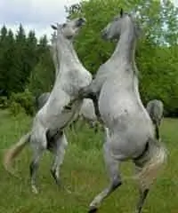 Лошади играют в Хортобадь, Венгрия. фото Макс Хартсхорн