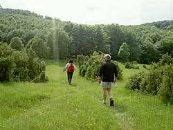 Поход по пышному еврейскому лугу в районе Буккской возвышенности. фото Макса Хартсхорна.