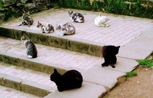 кошки касба