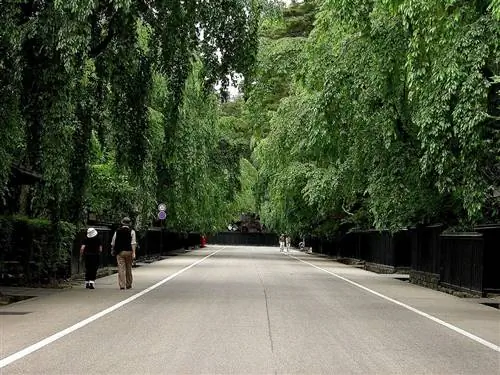 Проспект Букеясики Дори в самурайском районе Какунодате известен своими деревянными заборами, самурайскими воротами и 400 плакучими вишневыми деревьями.