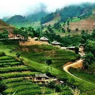 Рисовые поля на террасах в Северном Вьетнаме.