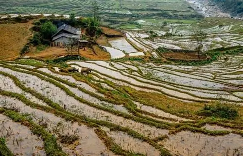 Склоны холмов Сапы покрыты рисовыми полями, которые составляют основу рациона жителей деревни. Фотографии Донни Секстона.
