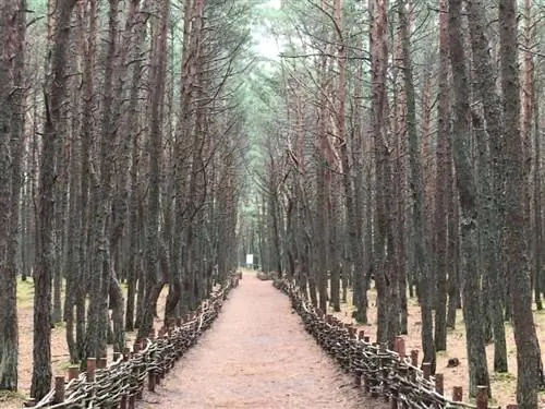 Танцующий лес во всей красе