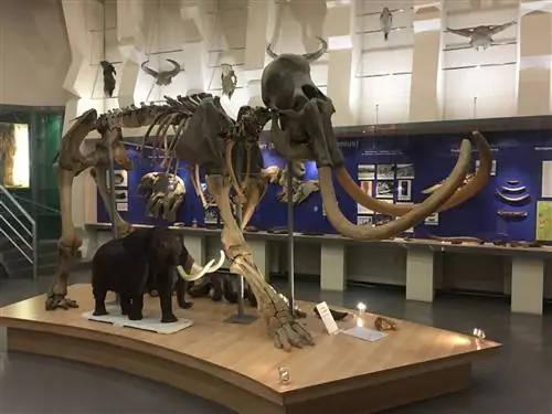 Модель мамонта рядом со слоном обычного размера в Якутии, Сибирь, Россия.