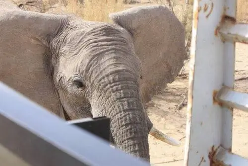 Пустынный слон приближается к нашему джипу. Фото Тома Дотона.