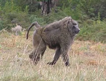 Большой самец бабуина в низинах