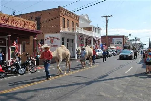 Верблюды идут по центру города Вирджиния-Сити