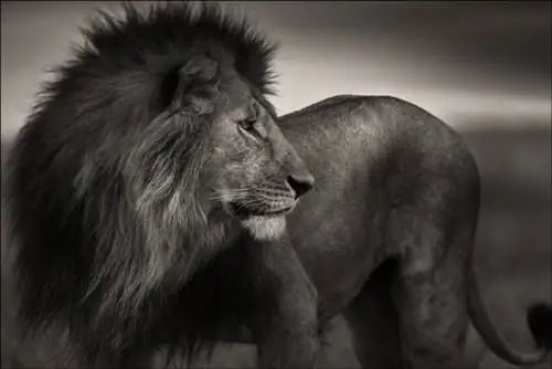 Львиное Сердце