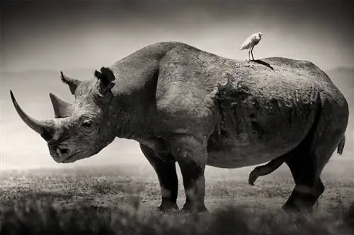 Исчезающая африканская дикая природа: последняя в своем роде