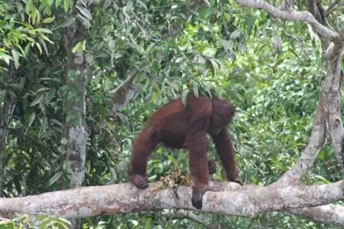 Орангутанг на Борнео.