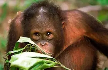 Орангутанг на Борнео. фото: Аква-Фирма.