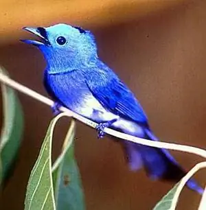 Удивительная синяя птица на Борнео.