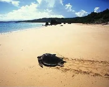 Черепаший остров, Борнео.