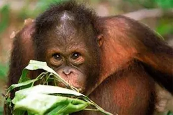 Борнео: рай для любителей дикой природы