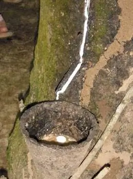 Выстукивание каучукового дерева