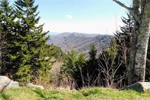 Поездка по Newfound Gap Road проведет вас через множество лесов, таких как лиственные породы, сосновый дуб и пихта.