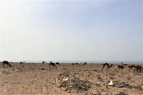Верблюды Западной Сахары