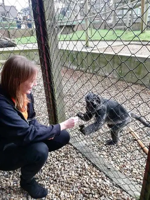 Вам могут разрешить покормить обезьяну в Monkey Haven, если у вас день рождения