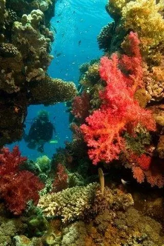 Дайвинг в Красном море. Фотографии Линды и Шахар Шабтай.