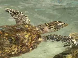 Одна из морских черепах бисса брата Ортона Кинга в Бекии.