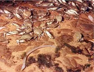 Бесплатные морепродукты на юбилее в Алабаме