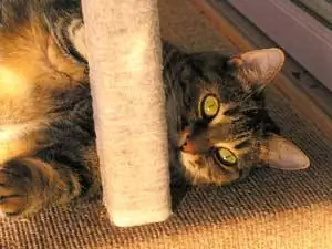 Мэнская кошка