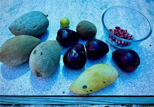 Слева направо: Mamey Sapote, малайские яблоки, лайм, саподилья, манго Nam Doc Mai из Таиланда и чудо-фрукты в миске.
