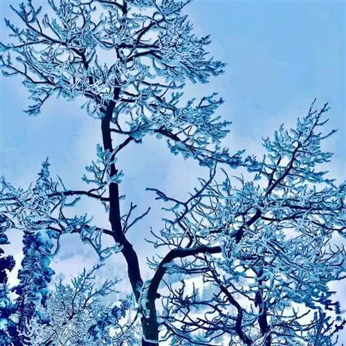 ветки огден