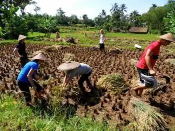 Работаем на рисовых полях, помогаем сельчанам.