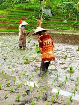 Работа на затопленных рисовых полях.