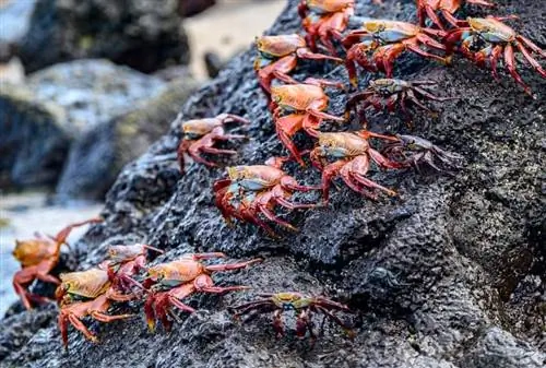 На многих островах Галапагосских островов можно увидеть крабов Салли Лайтфут, которые снуют туда-сюда по скалистым берегам.