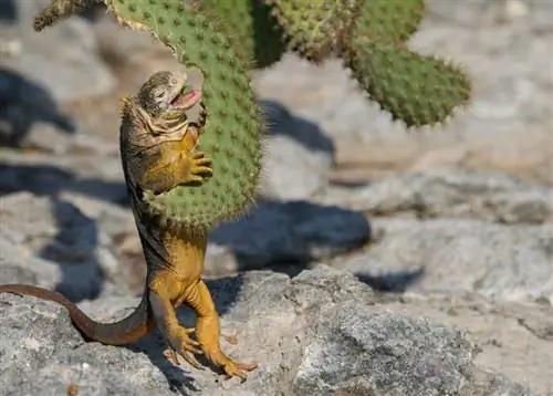 Наземная игуана, которую можно увидеть на острове Северный Сеймур, любит кактусы опунции.