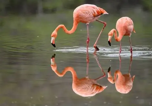 Фламинго часто можно встретить в лагунах острова Флореана на Галапагосских островах.
