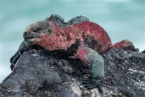 Морская игуана на Галапагосских островах обычно имеет оттенки черного, за исключением периода спаривания, когда их окраска становится красной и зеленой.