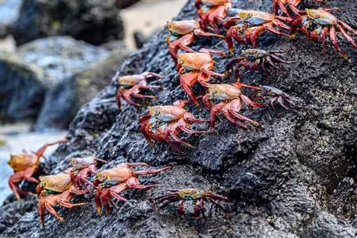 Галапагосские острова, без водных видов спорта