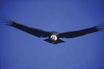 Редкое место - дикий кондор в Зулете.