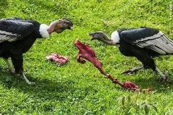 Танец кондора в заповеднике.
