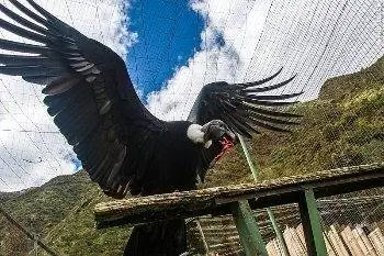 Обеденный кондор.