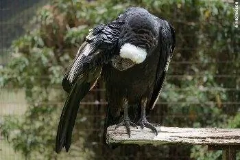 Кондор в парке.