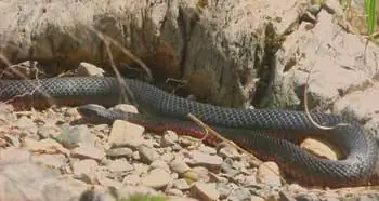 Краснобрюхая черная змея