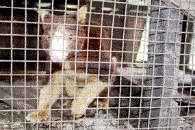 несчастный древесный кенгуру. Они находятся под угрозой исчезновения, но некоторые более бедные племена все еще едят их или демонстрируют напуганным туристам.