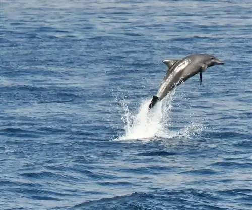 Дельфины часто прыгали вокруг корабля.