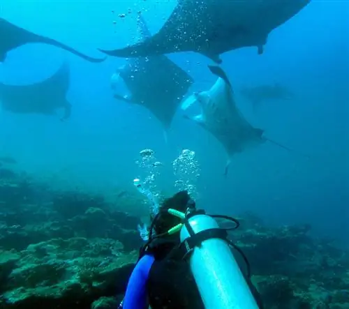 Дайвер наблюдает за скатами манта