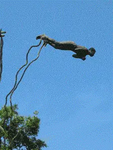 банджи-джампер