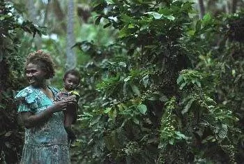 кофейное дерево