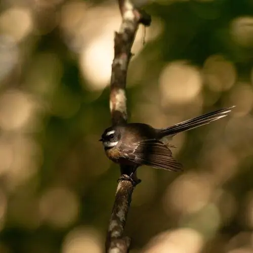 Веерохвост или пивакавака на Экологической тропе. На фото Афина Родос.