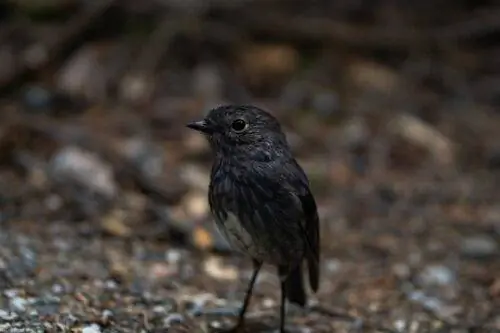 Северный остров Робин