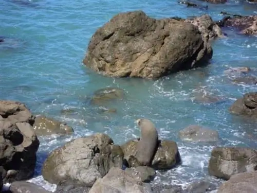 Морской котик на мысе Паллисер