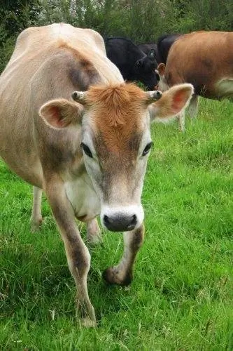 Вы можете получить работу и жить в Новой Зеландии с WWOOF!